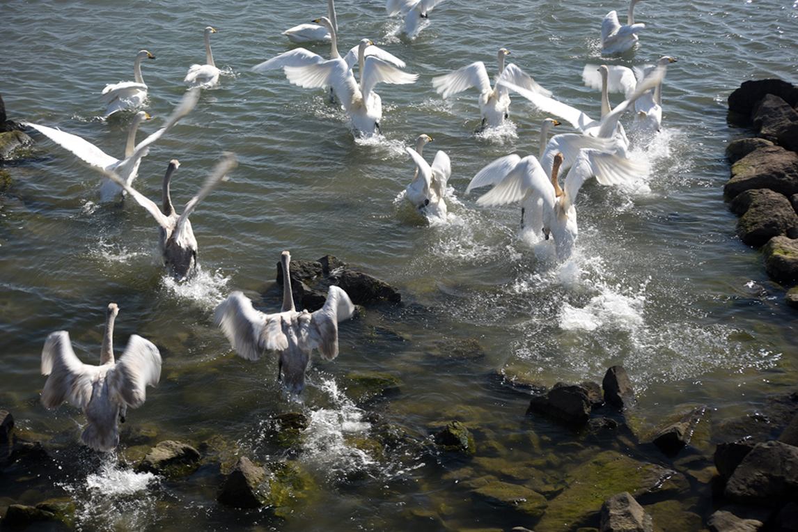 DSC_3674.JPG : 백조(白鳥)의 호수(湖水) / The Swan Lake