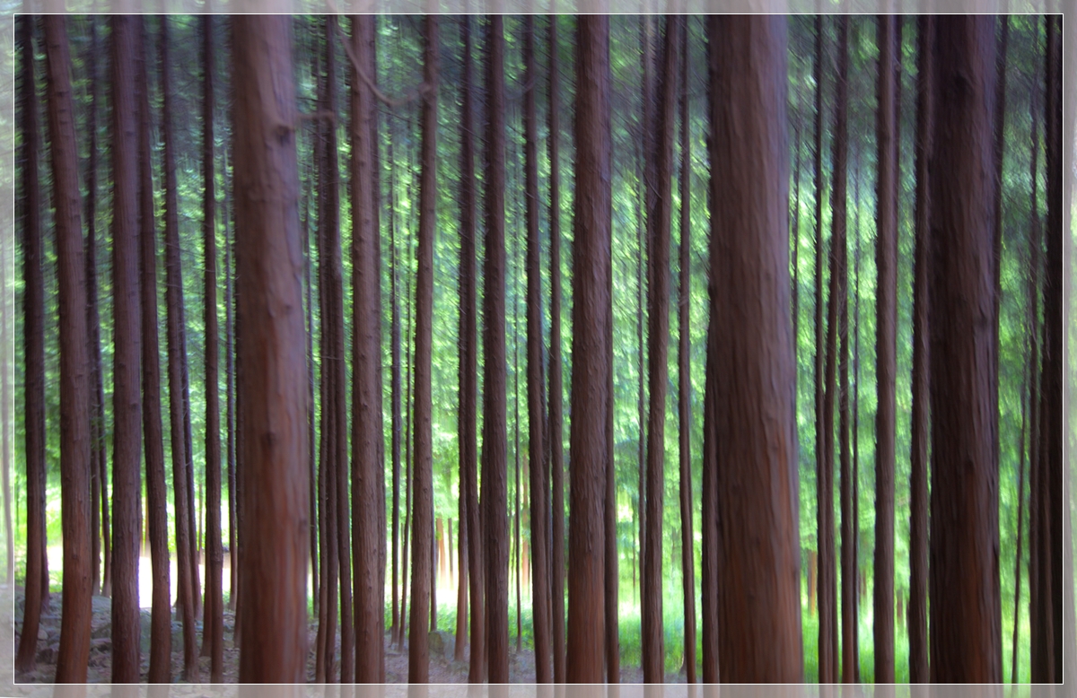 IMG_2825-3.jpg : 편백나무숲
