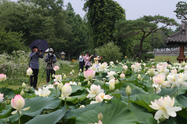 2.jpg : 양평 세미원 연꽃축제 다녀왔습니다(2014.7.2)