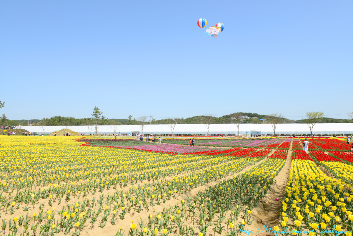 DSC_1231-B.jpg : 태안 튤립 꽃축제 현황입니다