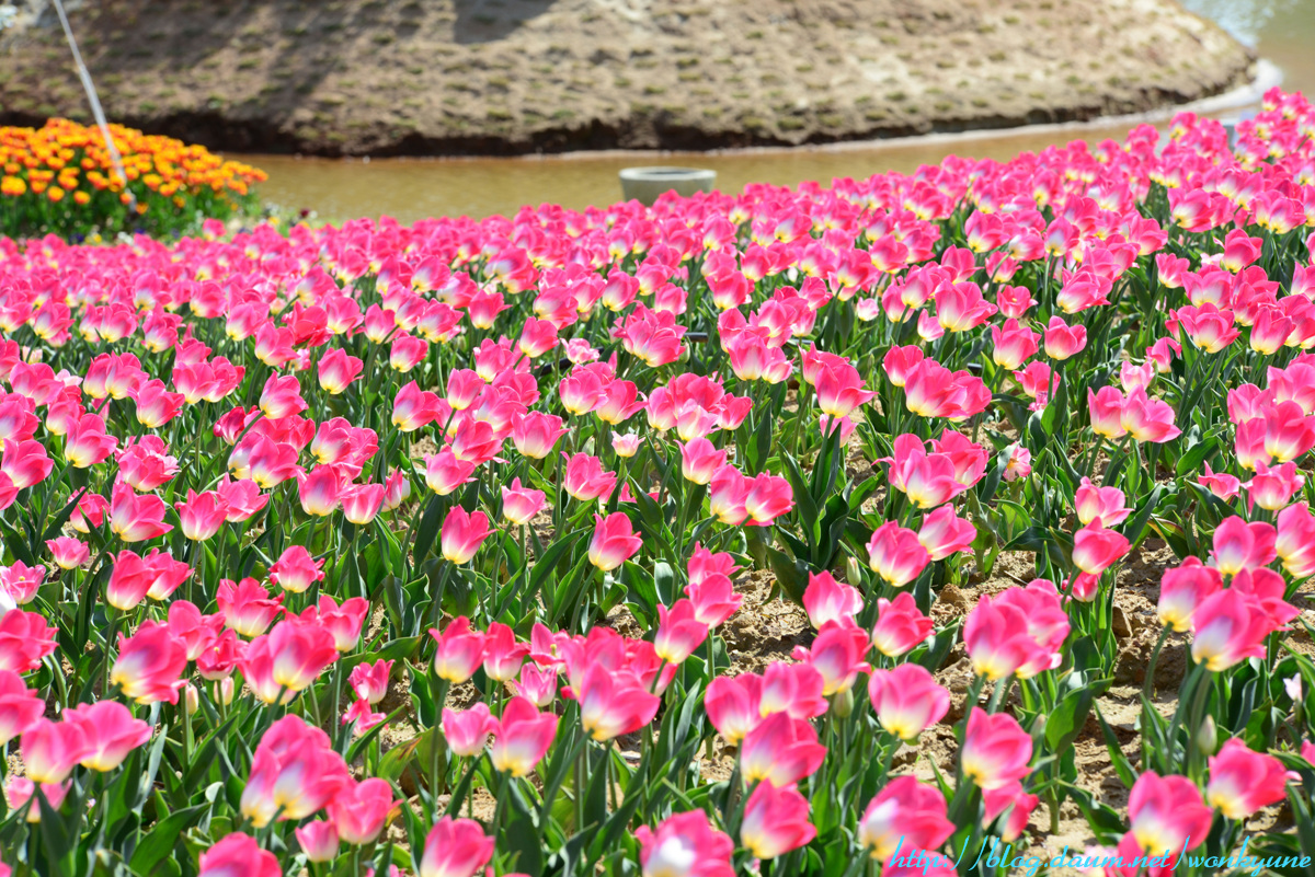 DSC_1303-B.jpg : 태안 튤립 꽃축제 현황입니다