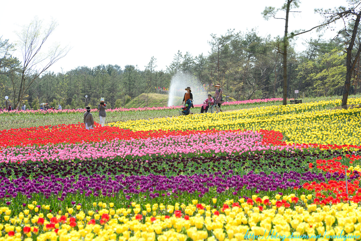 DSC_1320-B.jpg : 태안 튤립 꽃축제 현황입니다