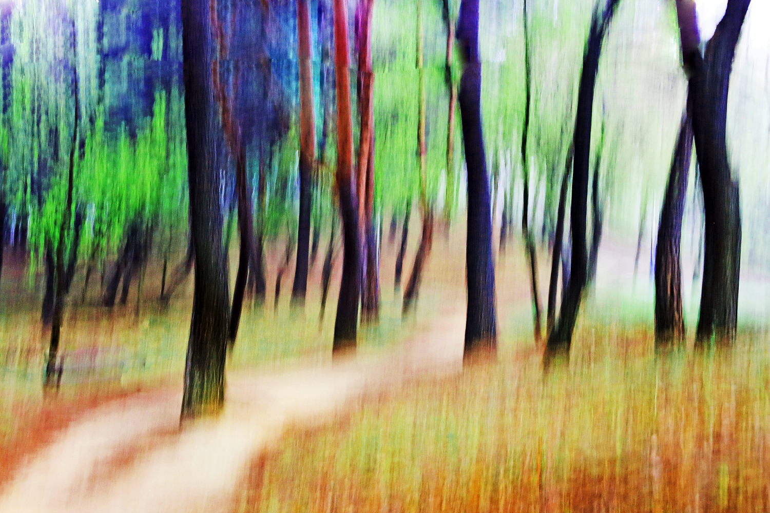 _MG_4673.jpg : 소나무 숲